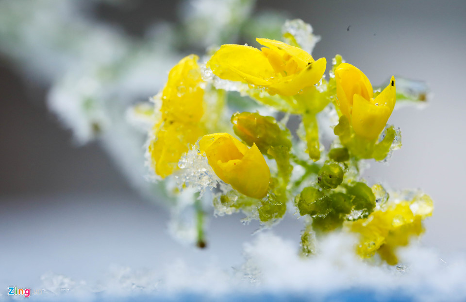 Hoa đào rừng rét quắt trong băng tuyết Sa Pa